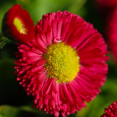 Red Daisy
