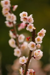 大津トンネルの梅 ➁