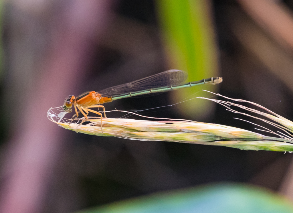 イトトンボ食事中
