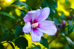 ムクゲの花