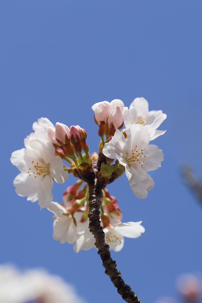 青空に咲く