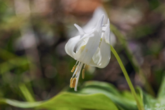 初 白花カタクリ