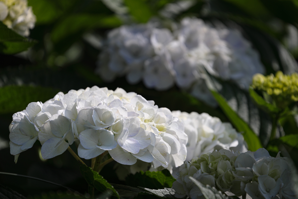 近所の白い紫陽花