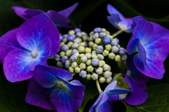 高原の紫陽花 ①