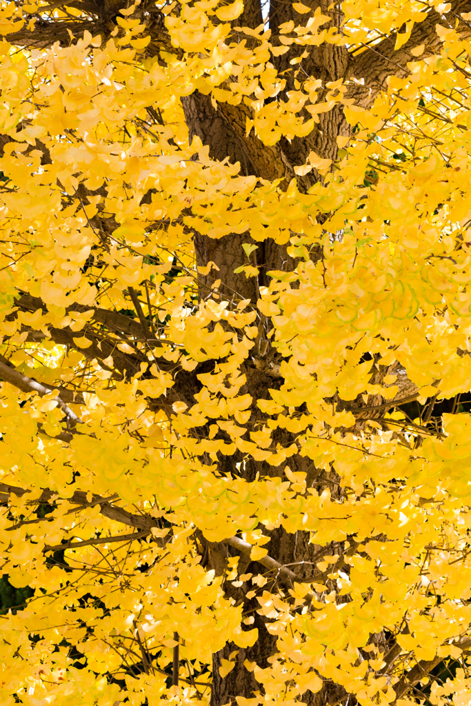 イチョウの葉 結構イイヤロー（yellow）