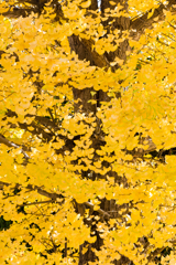 イチョウの葉 結構イイヤロー（yellow）