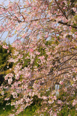 枝垂桜