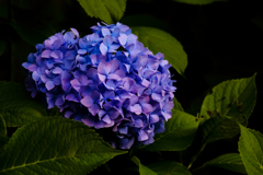 綺麗な花には