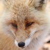 キタキツネ