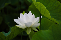 Pure White