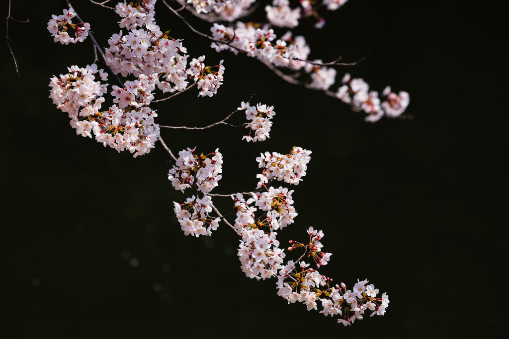 SAKURA