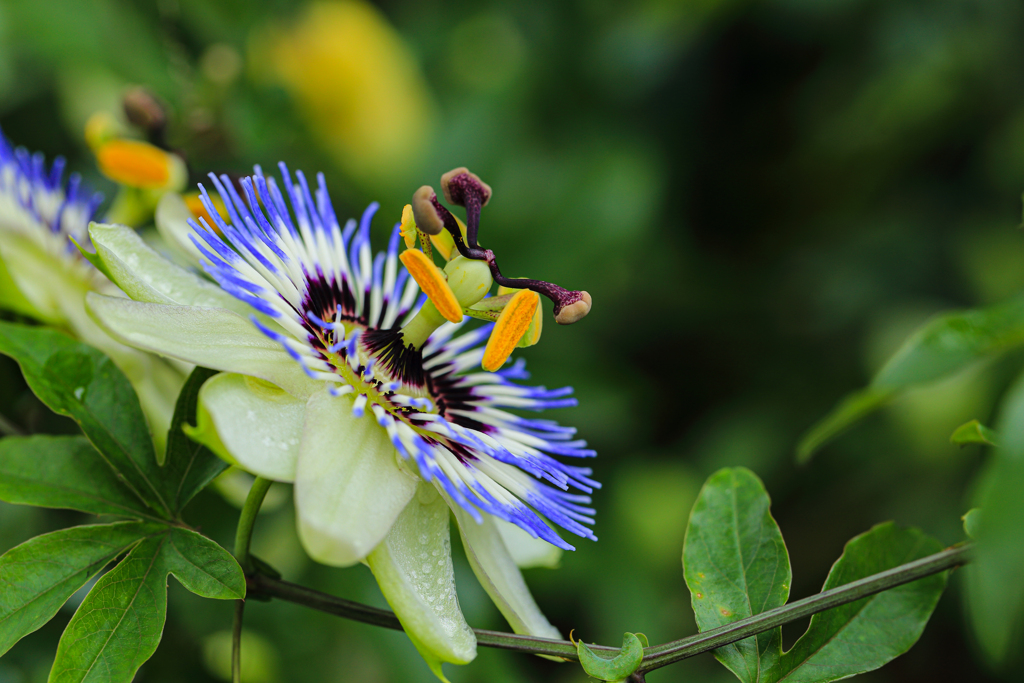 こんな所に時計草 ➁