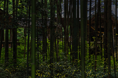 令和の竹取物語 《第11章》