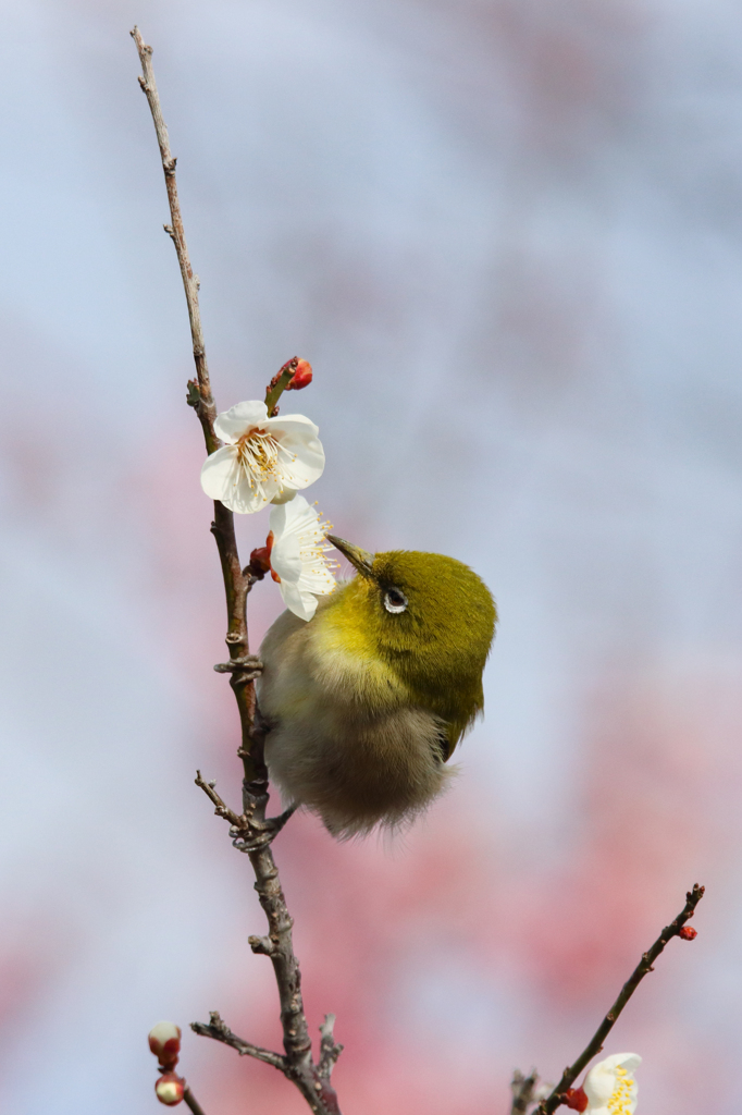 すいません 吸ってます