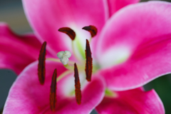 雌蕊を守り隊