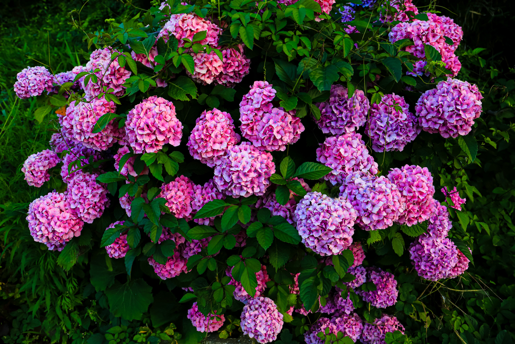ピンクの紫陽花大集合