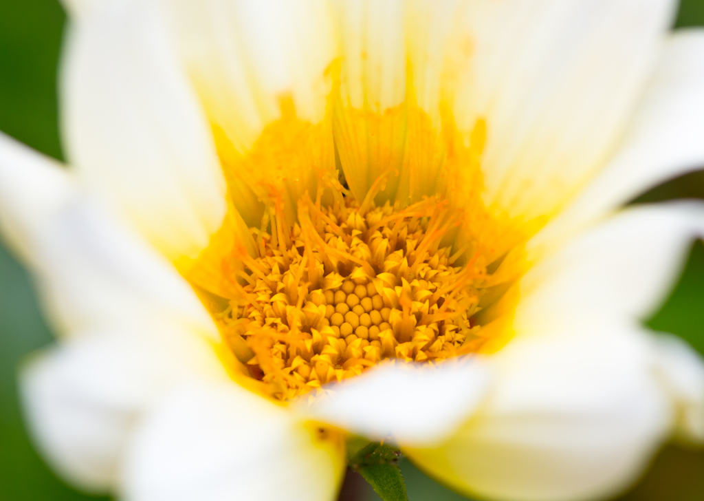 花粉 堪らないほど貯まっています