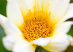 花粉 堪らないほど貯まっています