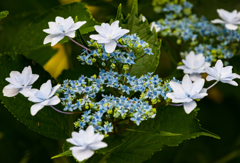 紫陽花三昧 ①