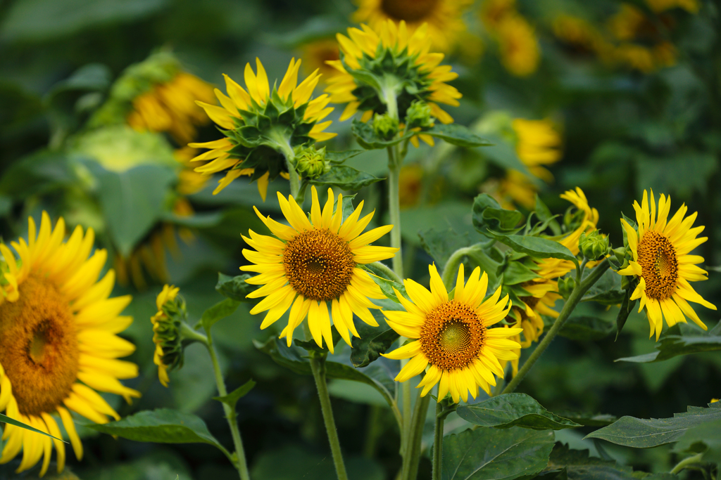 sunflowers