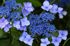 青は藍より出でて