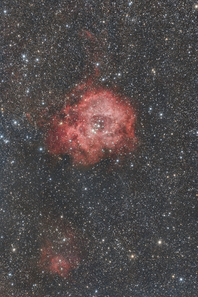 星空のミニバラ 2026