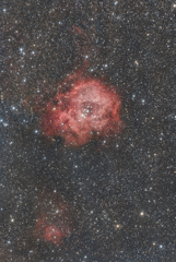 星空のミニバラ 2026