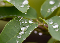 RainDance