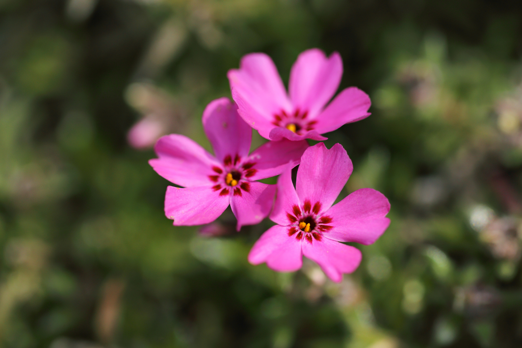 ちらほら芝桜