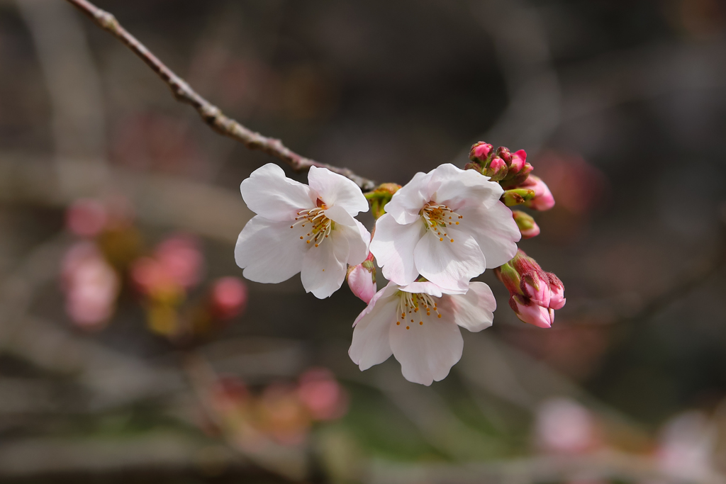 高知城の桜