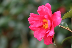 山茶花の咲く頃