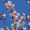 皐月の桜