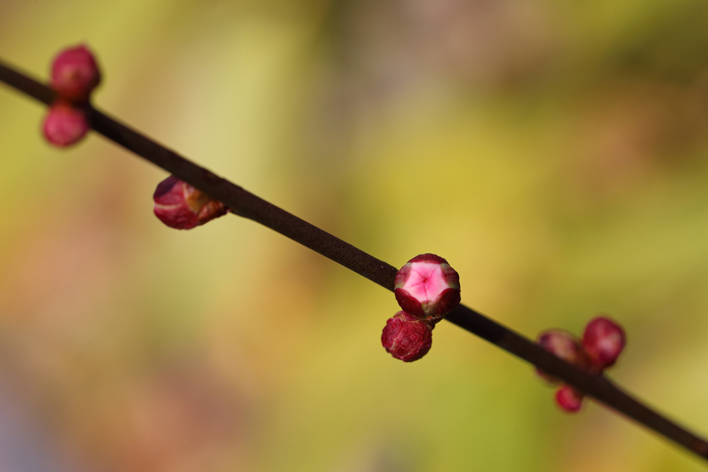小さい春 見～つけた ♪