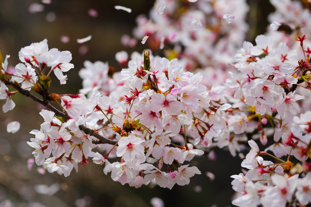桜舞い散る ④