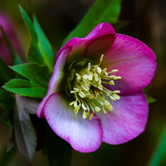 Christmas Rose ②