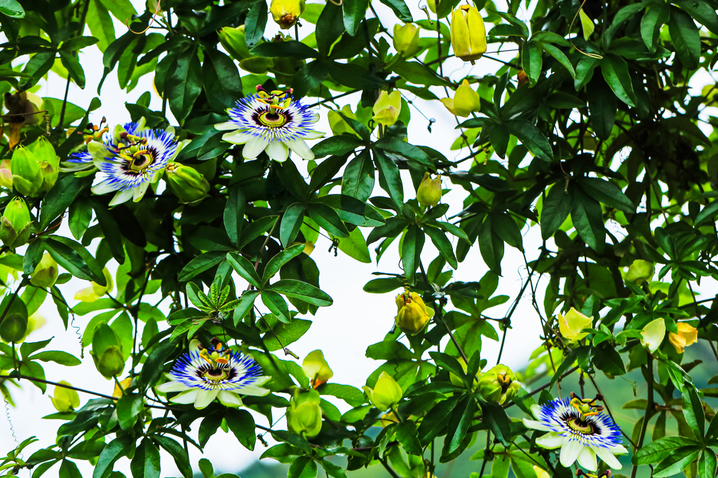 好きなだけ撮っトケイ