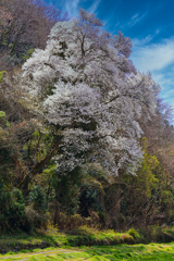 大きなノッポの古桜