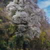 大きなノッポの古桜