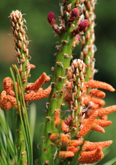 松の花