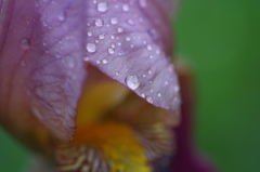 PURPLE RAIN