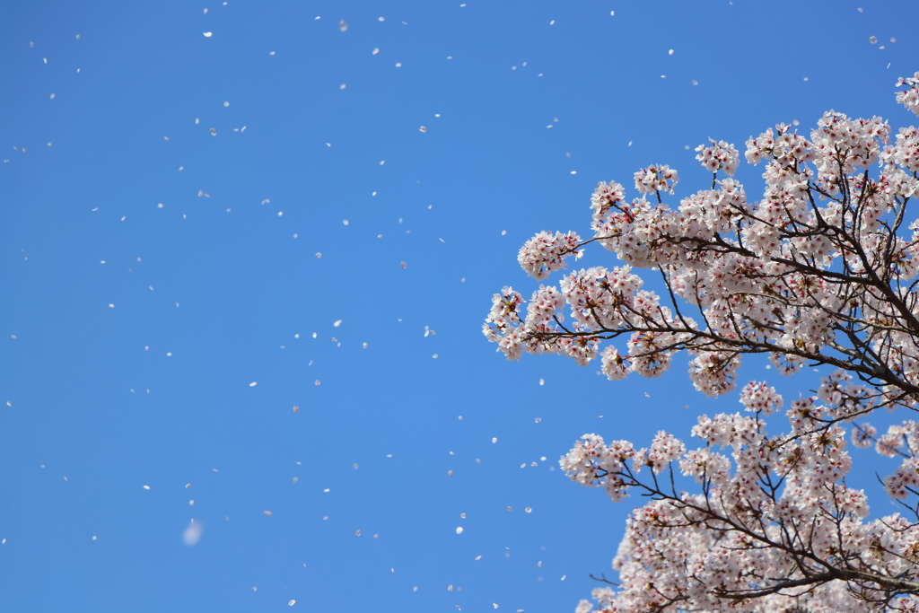 桜舞い散る