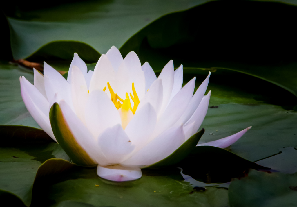 白ってやっぱりいいなぁ