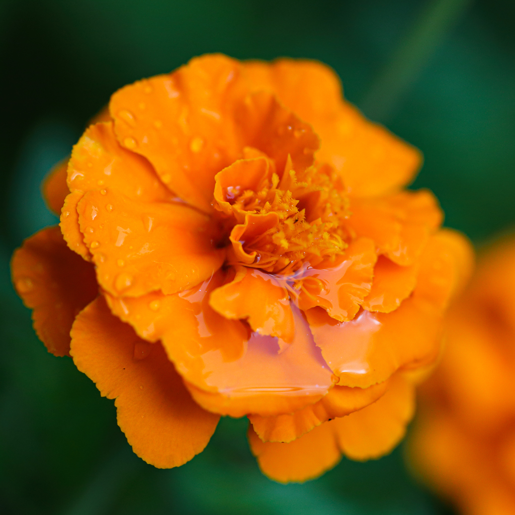 Orange Marigold