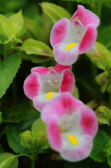 花の三姉妹