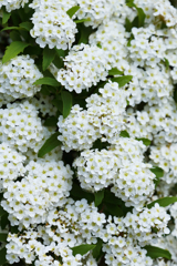 お黙り！ いや、小手毬