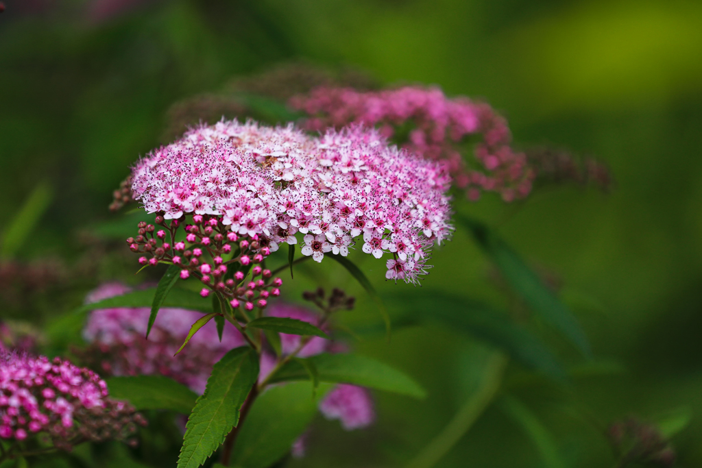 控えめな可愛さ