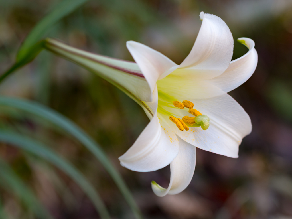 ユリの花