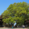 本宮の御神木