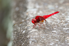 A Red Dragonfly