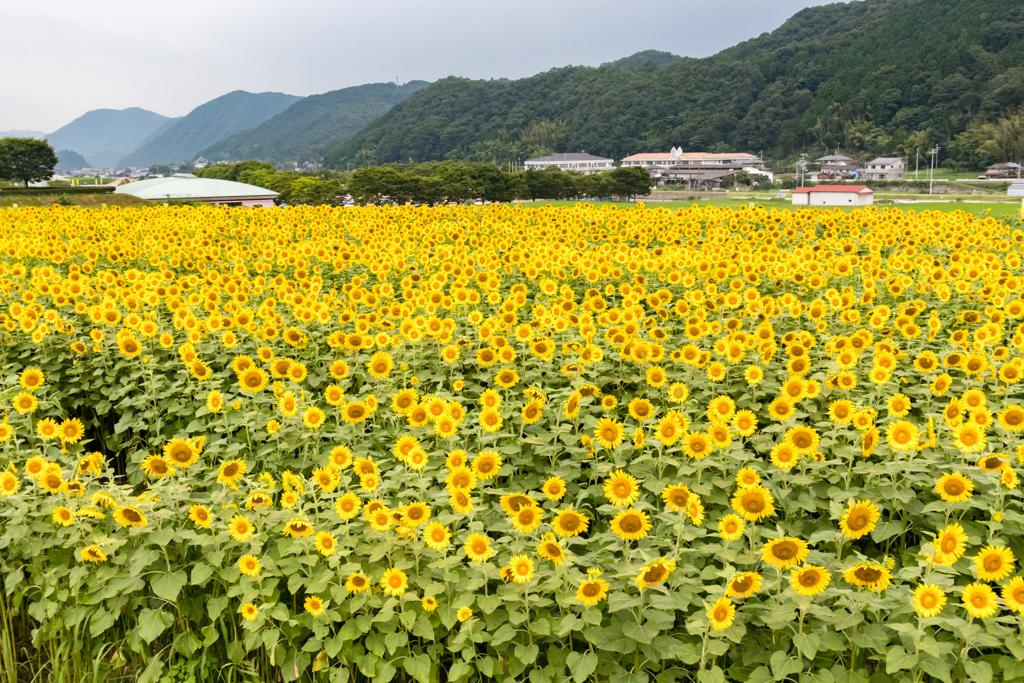 佐用の向日葵 Ⅲ